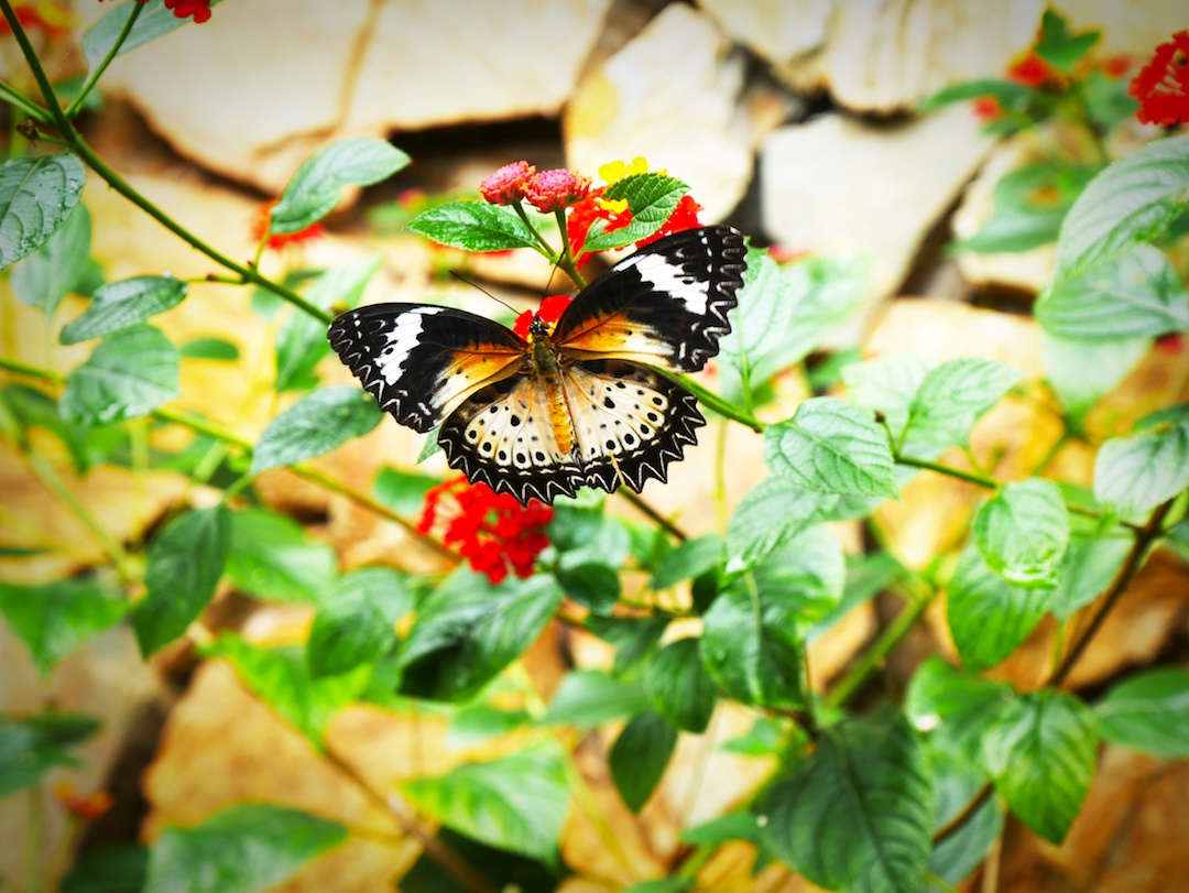 Butterfly-mai-chau.jpg