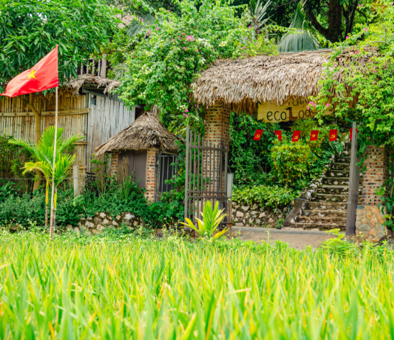 The Golden Rice Season in Mai Chau – A Timeless Autumn Journey